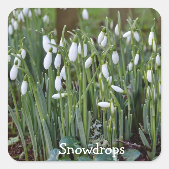 The First Snowdrops of Spring in Cornwall Square Sticker (Front)