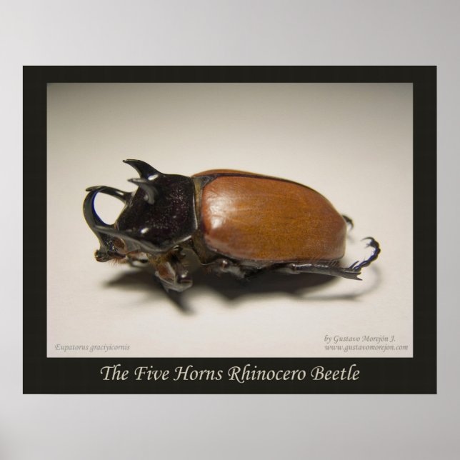 The Five Horns Rhinocero Beetle Poster (Front)