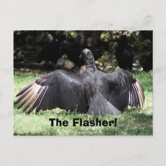 The Flasher! Postcard