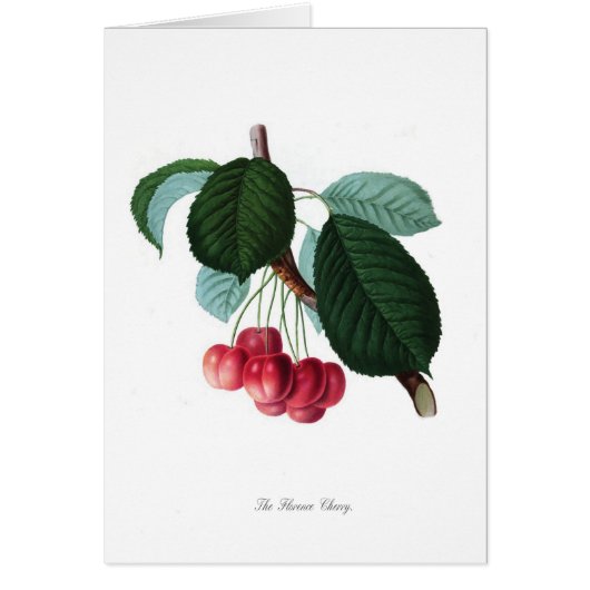 The Florence cherry Cards (Front)