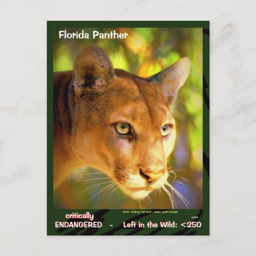 The Florida Panther an endangered animal  __ Postcard