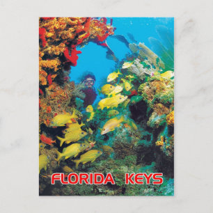 The Florida Reef in the Florida Keys Postcard