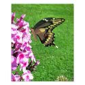 The Fluttering Giant - 8x10 Photo Print