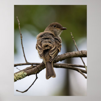 The Fly Catcher Poster