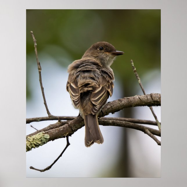 The Fly Catcher Poster (Front)