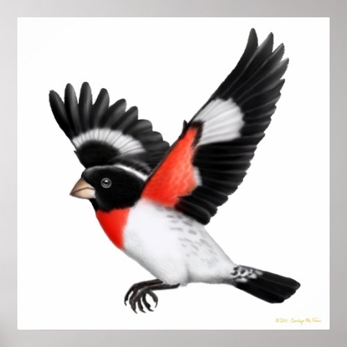 The Flying Rose Breasted Grosbeak Poster