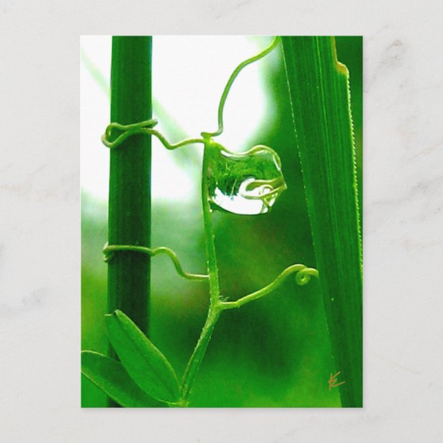 The Fool, Tarot in Nature Meditation Postcard (Front)