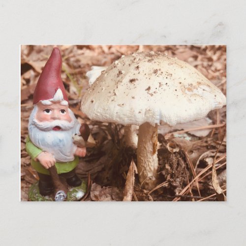 The Forest Gnome Postcard