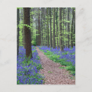 The Forest of Halle Halle, Belgium Postcard