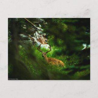 The Forest Prince Postcard