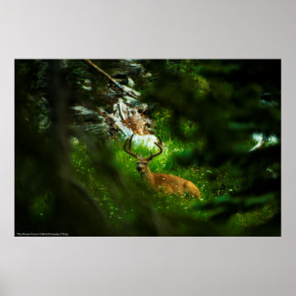 The Forest Prince Poster