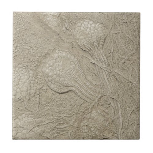 The Fossil Collection Ceramic Tile