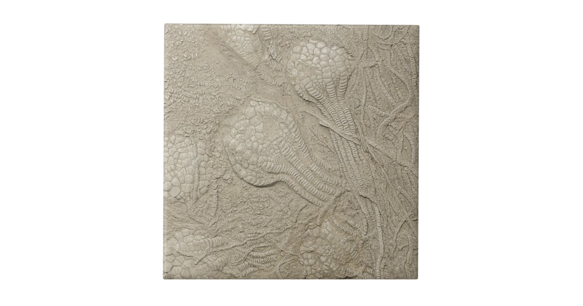 The Fossil Collection Ceramic Tile | Zazzle