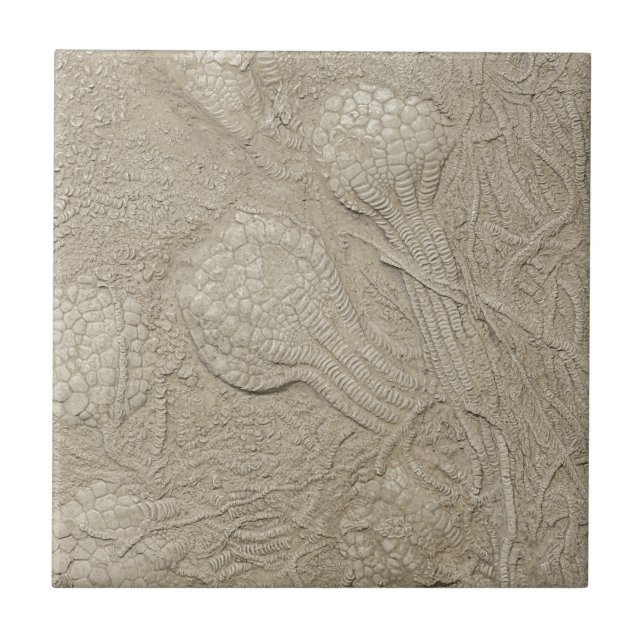 The Fossil Collection Ceramic Tile (Front)