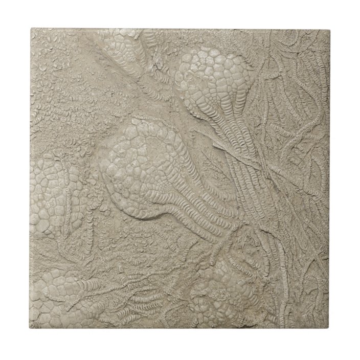 The Fossil Collection Ceramic Tile | Zazzle.com