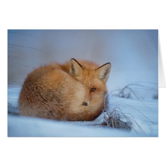 The Fox Card (Front Horizontal)