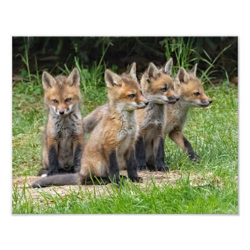 The Free Thinker Fox Photo Print