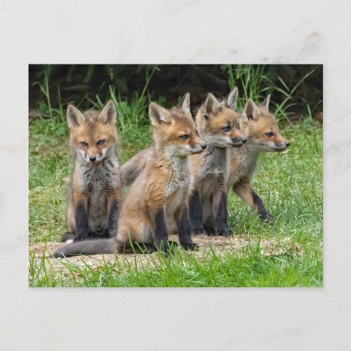 The Free Thinker Fox Postcard