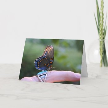 "the Friendly One" Butterfly Photography Card by time2see at Zazzle