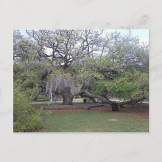 The Friendship Oak 1 Postcard
