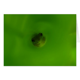 The Frog Cards