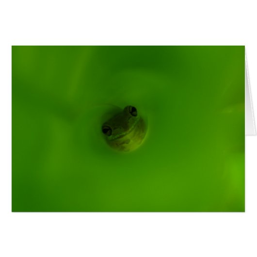 The Frog Cards (Front Horizontal)