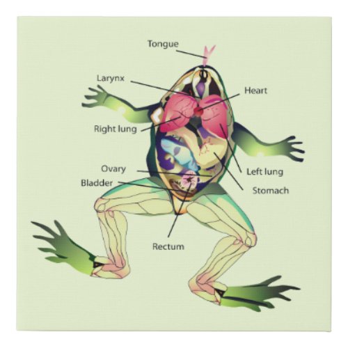 The Frogs Anatomy Art Faux Canvas Print
