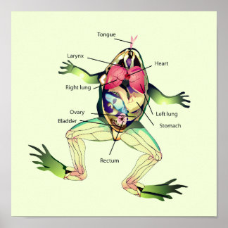 The Frog's Anatomy Art Poster