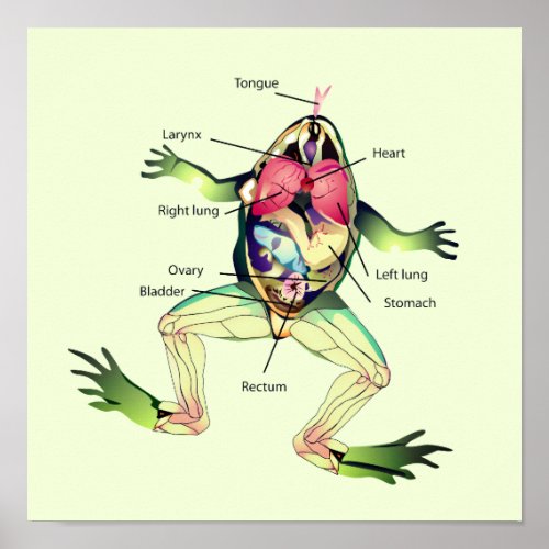 The Frogs Anatomy Art Poster