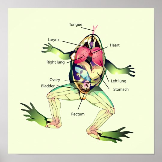 The Frog's Anatomy Art Poster | Zazzle.com