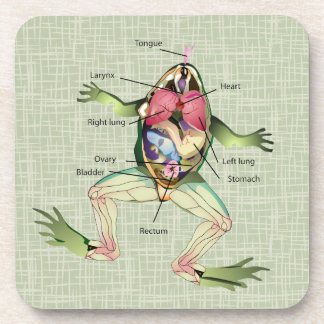 The Frog's Anatomy Beverage Coaster