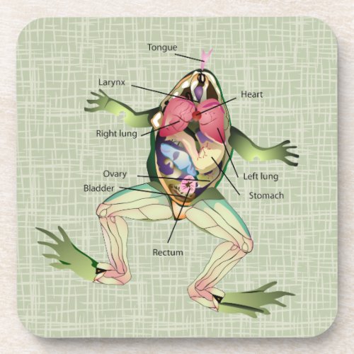 The Frogs Anatomy Beverage Coaster