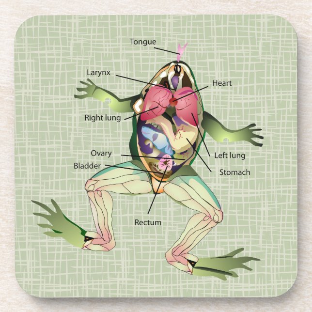 The Frog's Anatomy Beverage Coaster (Front)