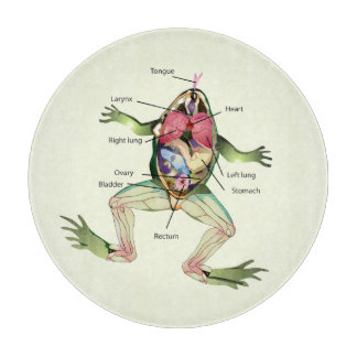 The Frog's Anatomy Cutting Board