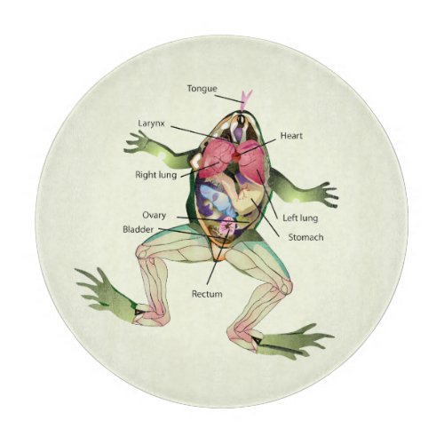 The Frogs Anatomy Cutting Board