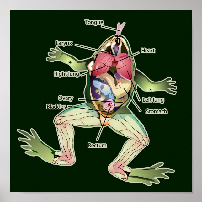 The Frog's Anatomy Dark Graphic Poster (Front)
