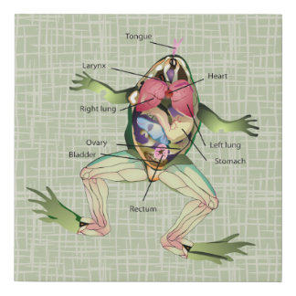 The Frog's Anatomy Faux Canvas Print