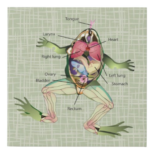 The Frogs Anatomy Faux Canvas Print