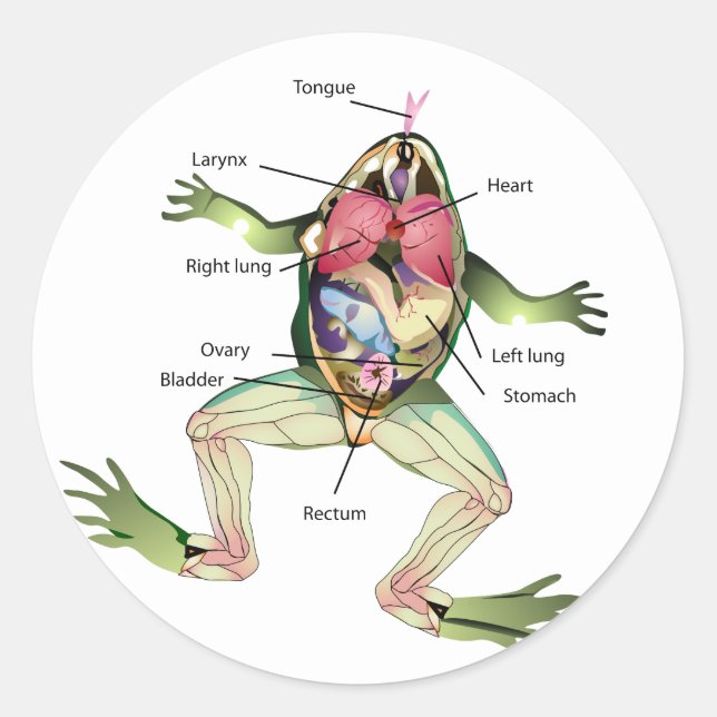 The Frog's Anatomy Graphic Classic Round Sticker (Front)