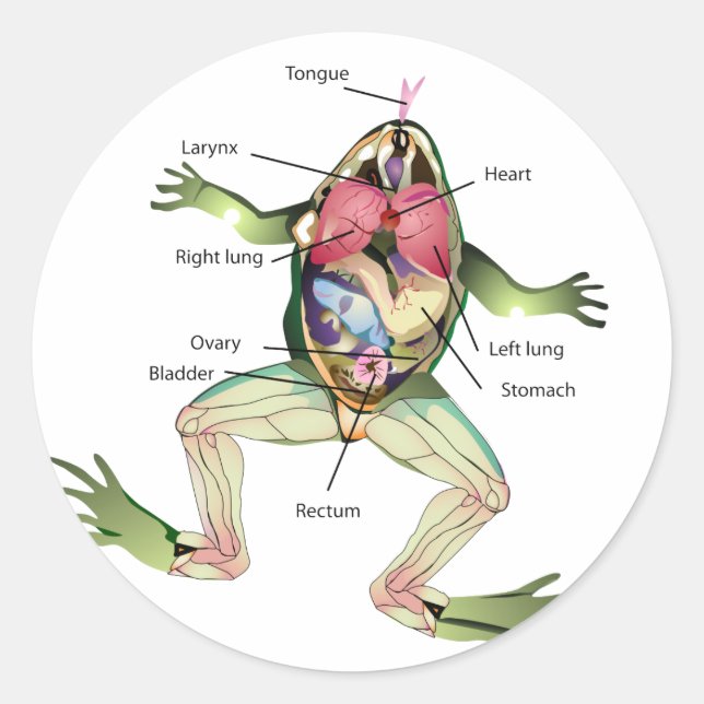 The Frog's Anatomy Graphic Classic Round Sticker (Front)