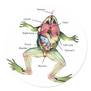 The Frog's Anatomy Graphic Classic Round Sticker