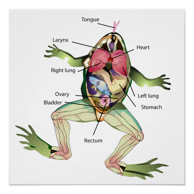 The Frog's Anatomy Graphic Poster | Zazzle