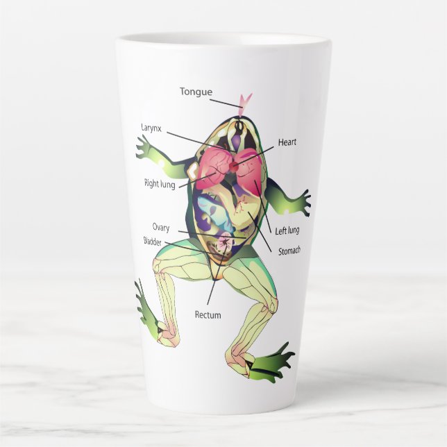 The Frog's Anatomy Green Latte Mug (Front)