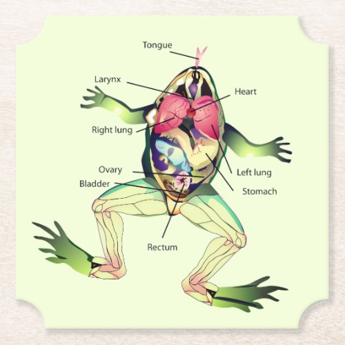 The Frogs Anatomy Green Paper Coaster