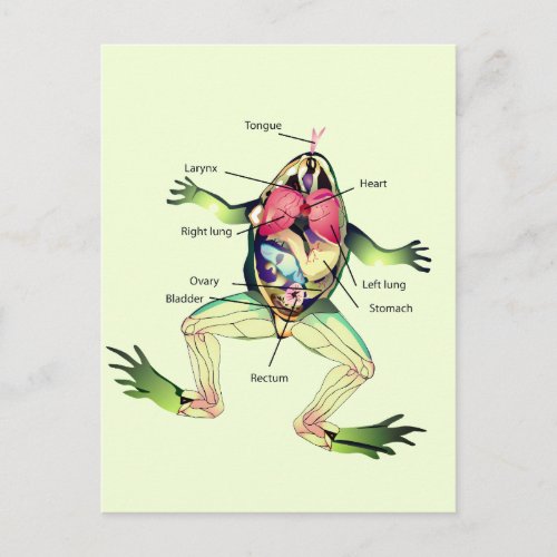 The Frogs Anatomy Green Postcard