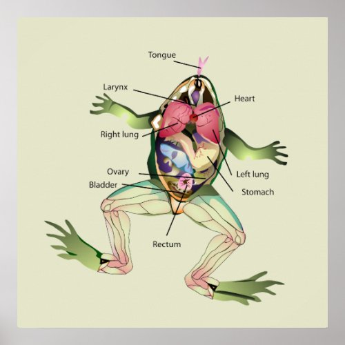 The Frogs Anatomy Green Poster