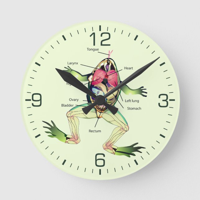 The Frog's Anatomy Green Round Clock (Front)