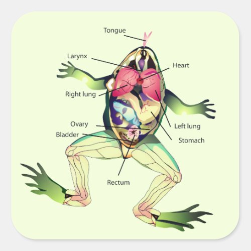 The Frogs Anatomy Green Square Sticker