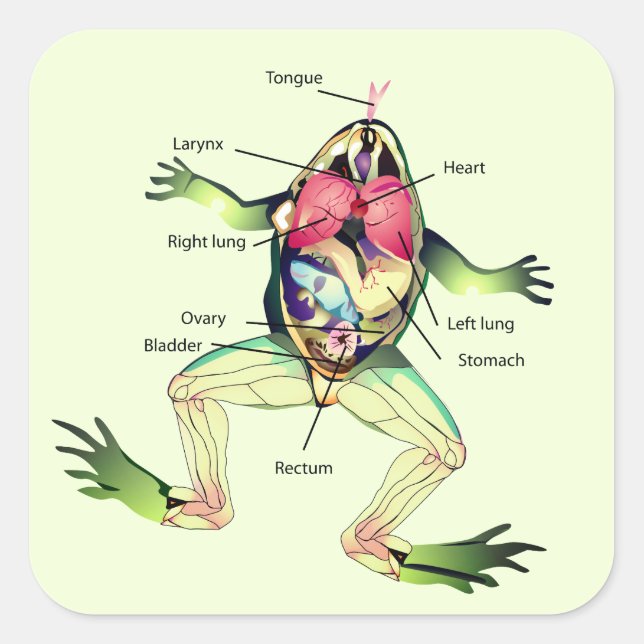 The Frog's Anatomy Green Square Sticker (Front)