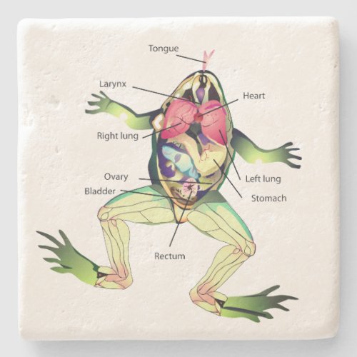 The Frogs Anatomy Green Stone Coaster